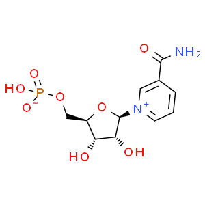 β-煙酰胺單核苷酸；NMN